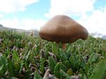 Cdn Rockies Adventure (Aug 2010) - Talus - 107
